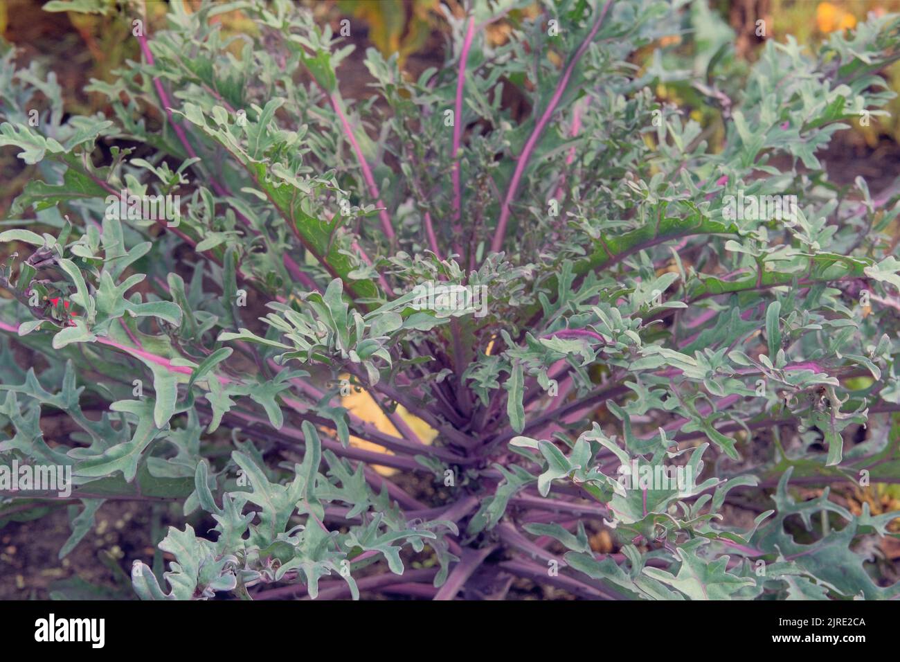 Violet cabbage in farming and harvesting. Cabbage growing in the rustic garden. Growing vegetables at home, closeup. Open ground flat bed into the gar Stock Photo