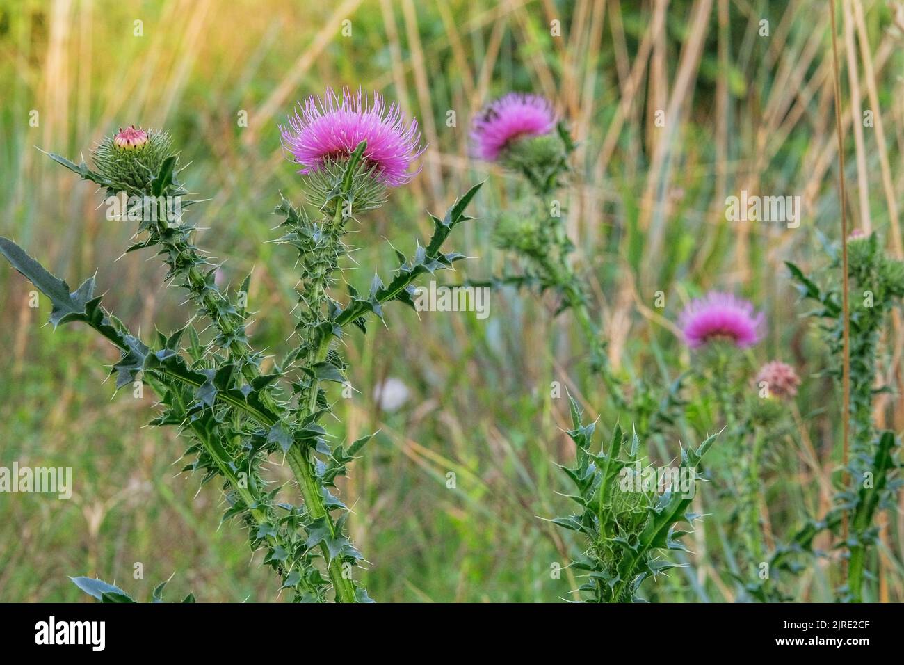 Purple milk thistle. Landscape plant heather. Nature floral background. Medical herb in meadow. Stock Photo