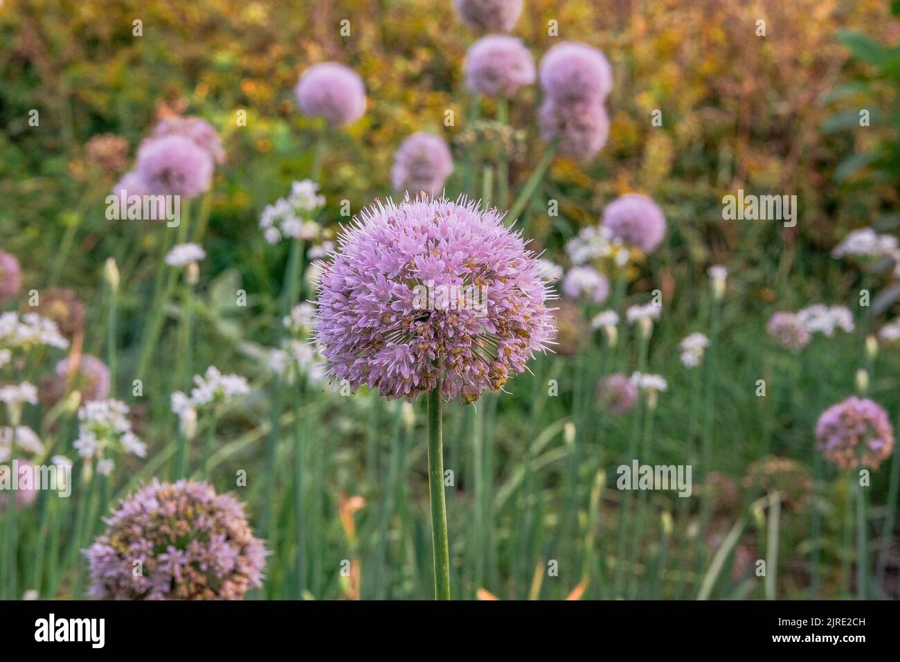 Violet onion flower in farming and harvesting. Organic vegetables grown in a rural garden. Growing vegetables at home. Stock Photo
