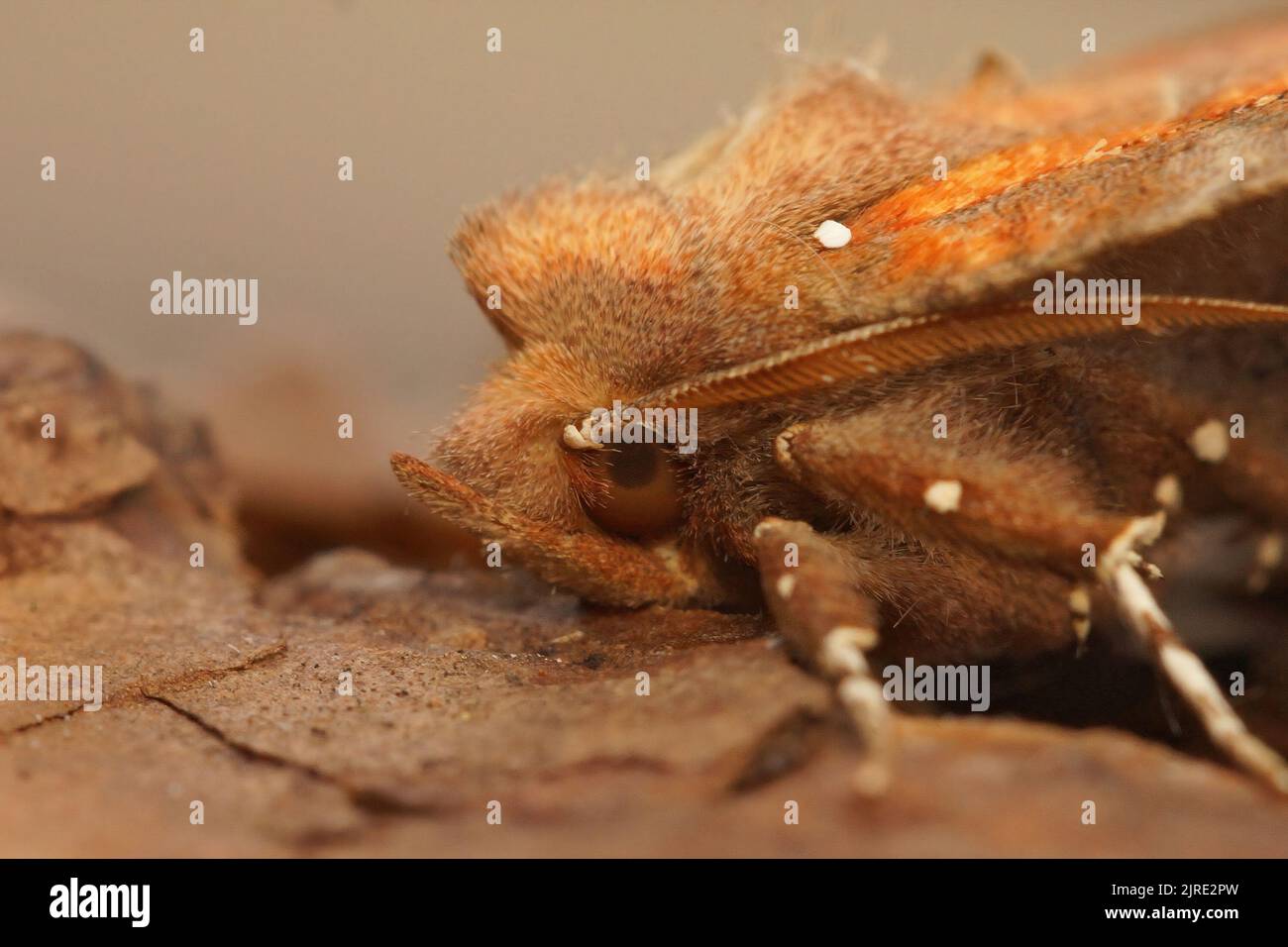 Detailed facial closeup on the brown Herald moth, Scoliopteryx libatrix Stock Photo