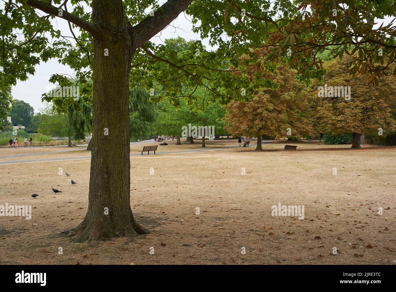 Regent's Park, central London UK, with parched grass, during the August 2022 drought and heatwave Stock Photo