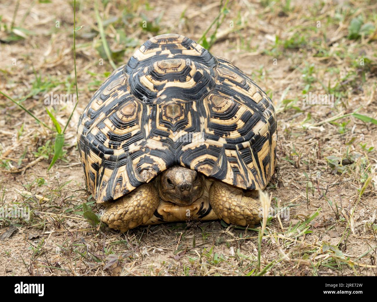 A distinctively marked Leopard Tortoise emerges from its shell. The unique skeletal evolution of the tortoise and turtle family has provided safety Stock Photo