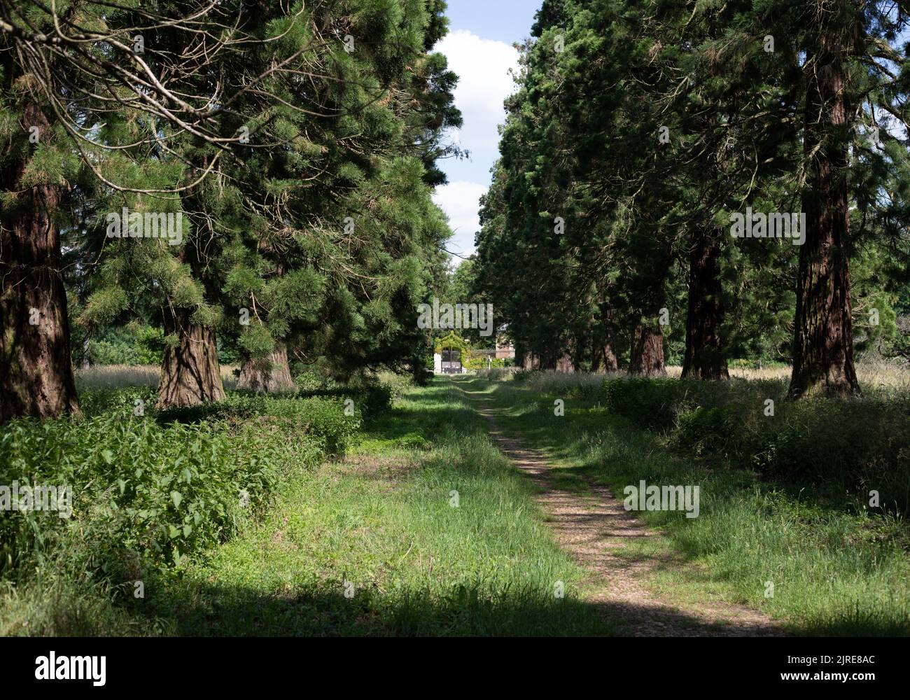 Vertical shot pathway park hi-res stock photography and images - Alamy