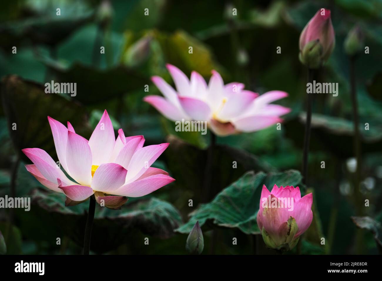 lotus, the national flower of Vietnam Stock Photo - Alamy