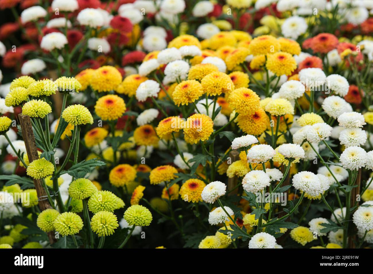 The gerbera daisies are beautiful, vibrant and bloom all year round