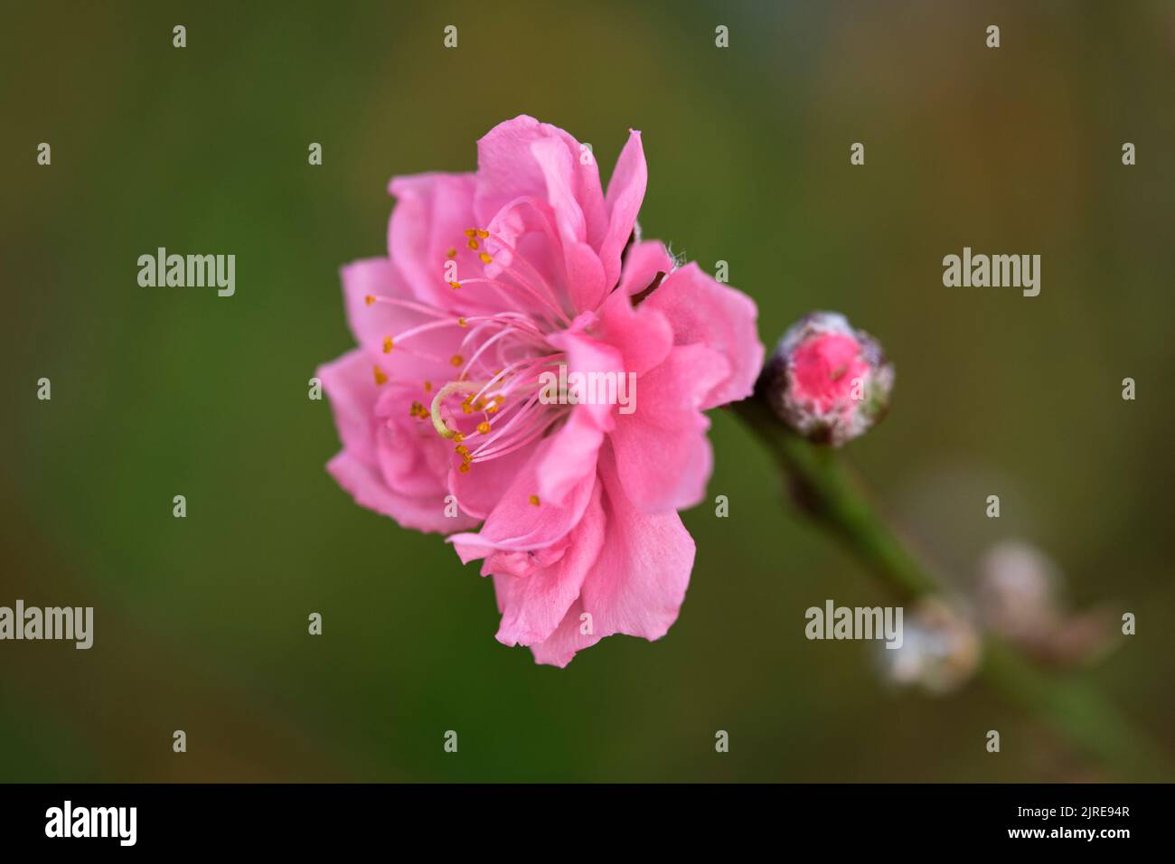 Peach blossom, a flower that only blooms in spring Stock Photo Alamy