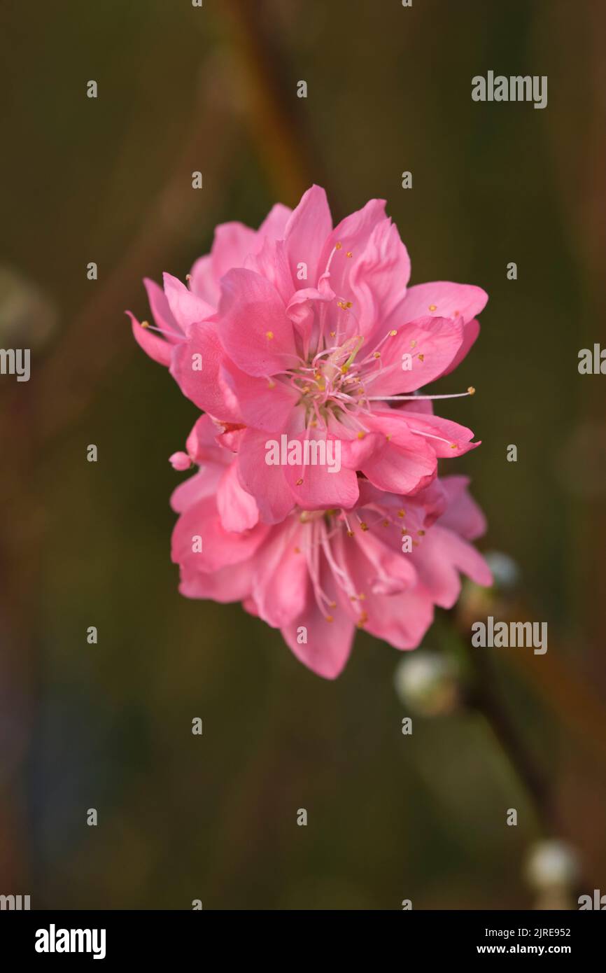 Peach blossom, a flower that only blooms in spring Stock Photo Alamy