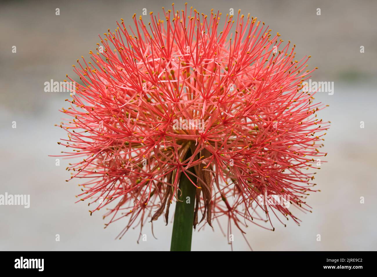 Beautiful flowers in Ho Chi Minh City Park, Vietnam Stock Photo Alamy