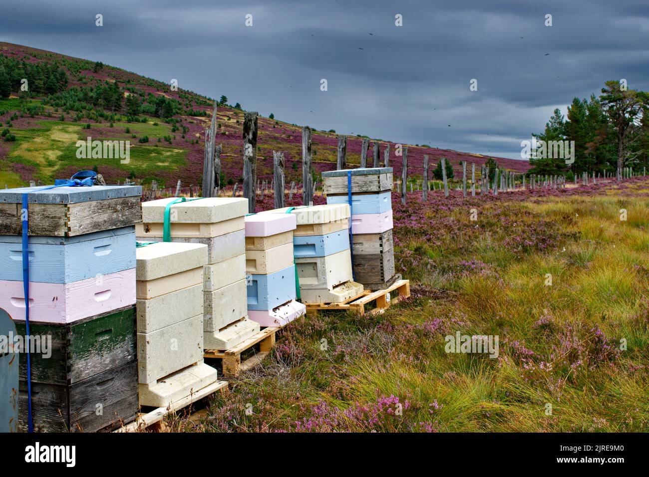 Heather Treebees HONEY BEES FLYING AROUND THE HIVES PLACED ON HEATHER MOORS IN HIGHLAND ...