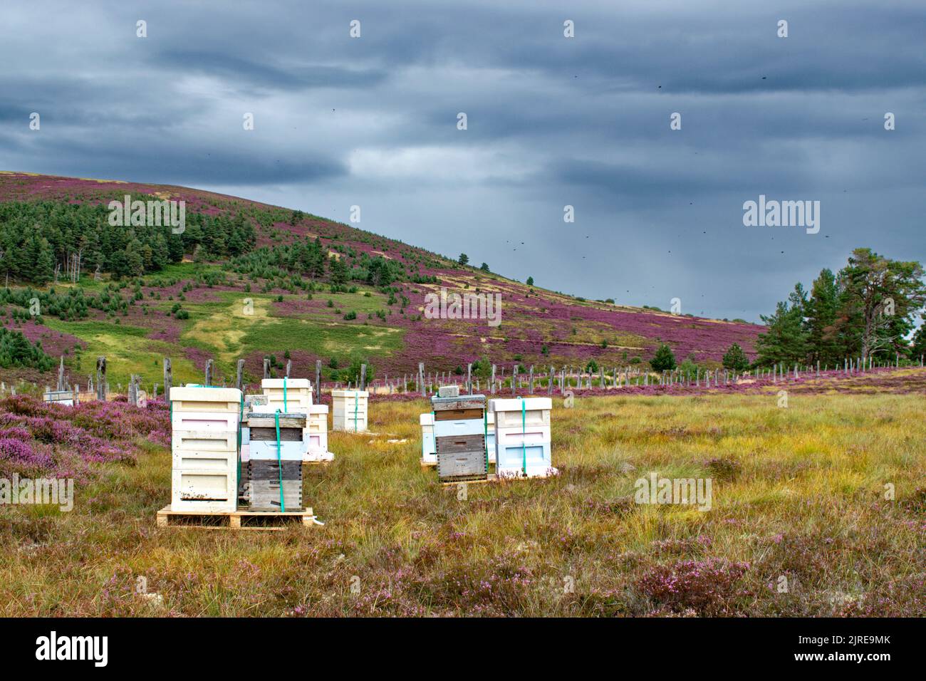 Heather Treebees HONEY BEES FLYING AROUND THE HIVES PLACED ON HEATHER MOORS IN HIGHLAND ...