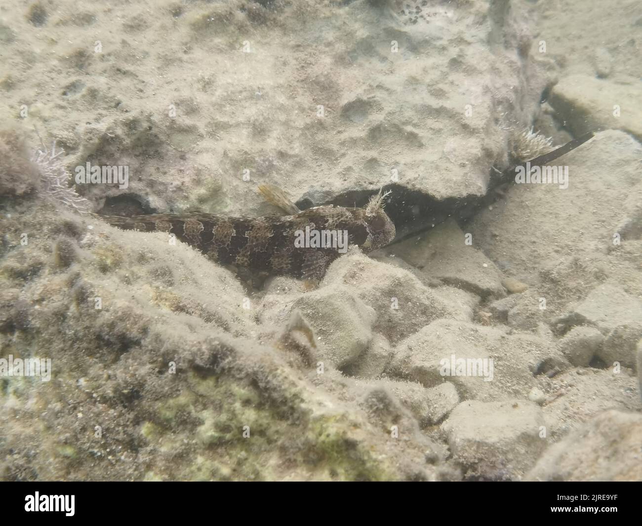 NAFPLIO GREECE - BLENNIUS OCELLARIS. FISH Nafplio, Greece , Wednesday, August 24, 2022.  A  Blennius ocellaris type fish in a location on the beach of Nafplion, It is a fish that prefers shallow zones (1 meter), stuck by gravel and steep rocks. It feeds almost exclusively on algae. It reproduces from May to July, with submerged and adhesive eggs. It reaches 20 cm in length. Fish common throughout the Mediterranean. They also call it glenia, glinus, leveres, saliakoudes, about 20 different species and subgenera are known. Credit: Vangelis Bougiotis/alamy live news Stock Photo