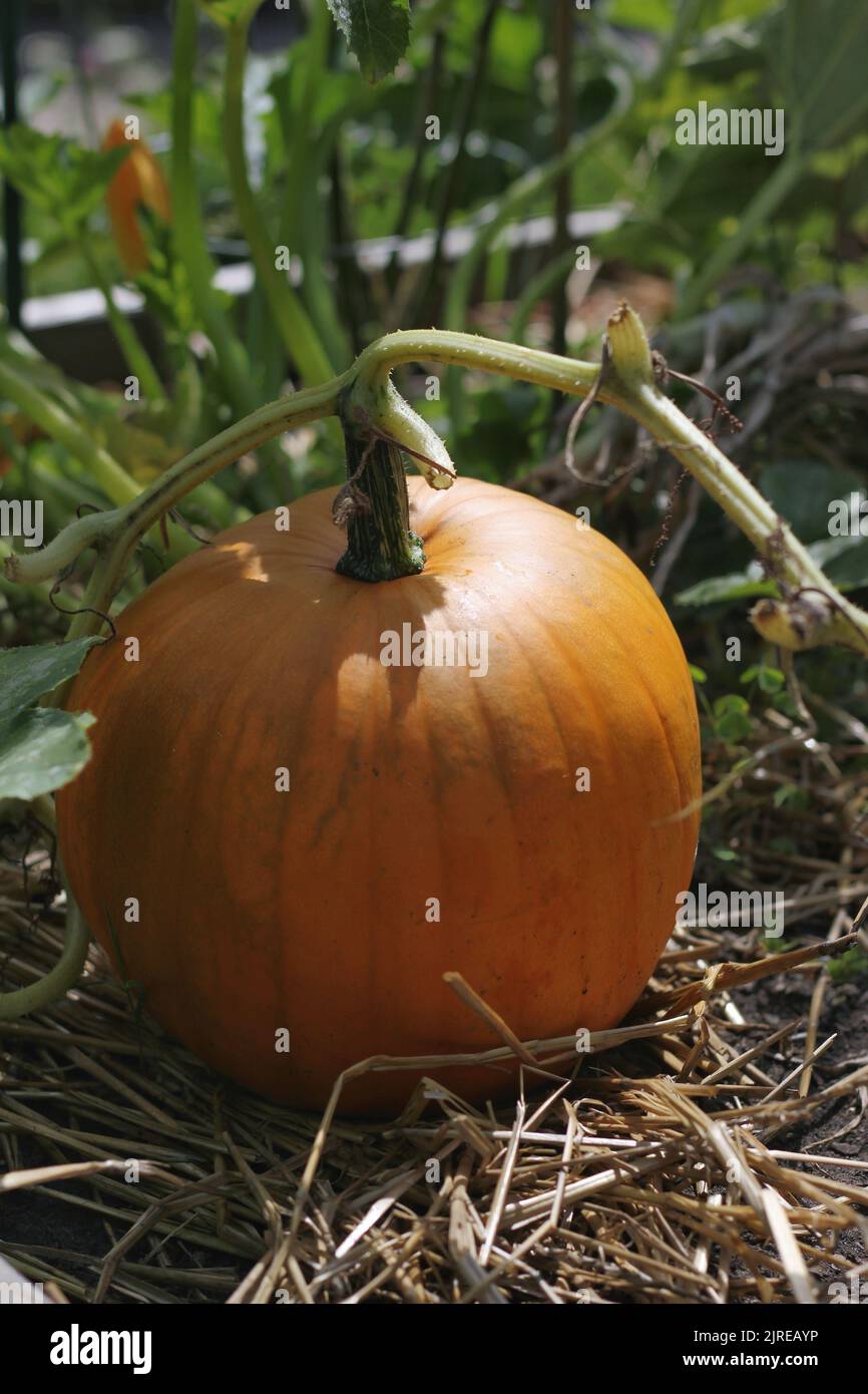Single pumpkin growing in the sunny kitchen garden Stock Photo - Alamy