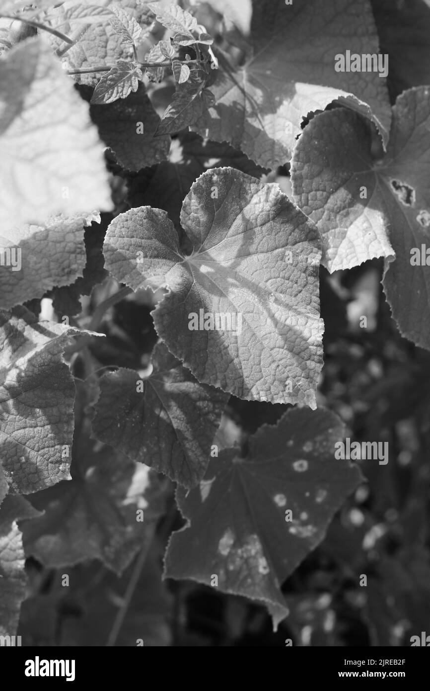 Climbing vine trellis Black and White Stock Photos & Images - Alamy