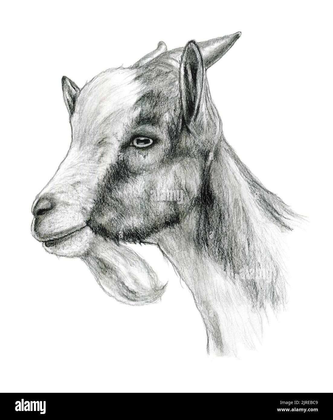 Pencil drawing of a goat's head. Traditional illustration on paper. Stock Photo