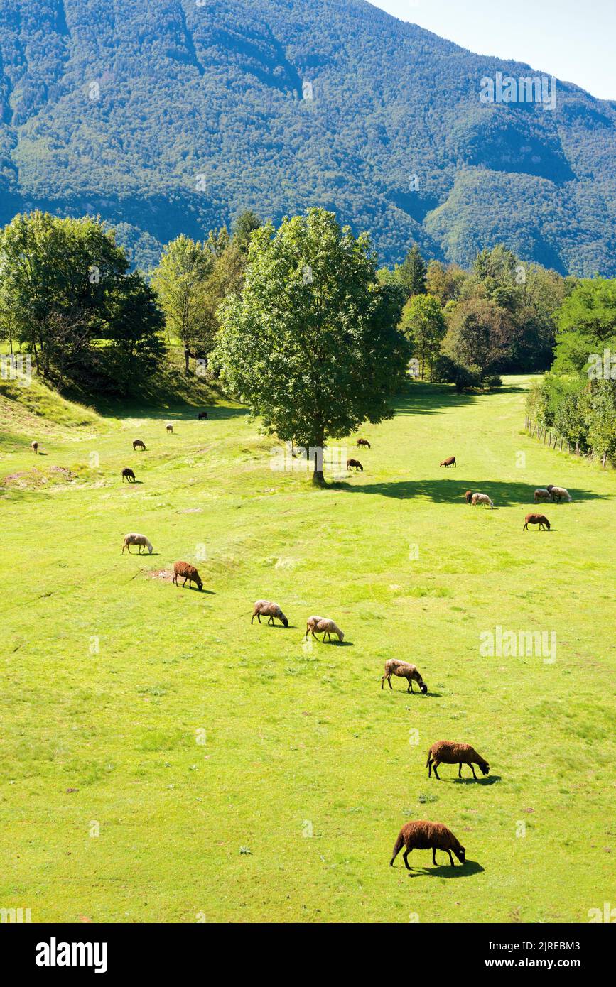 Sheeps pasturing in alpine meadow Stock Photo