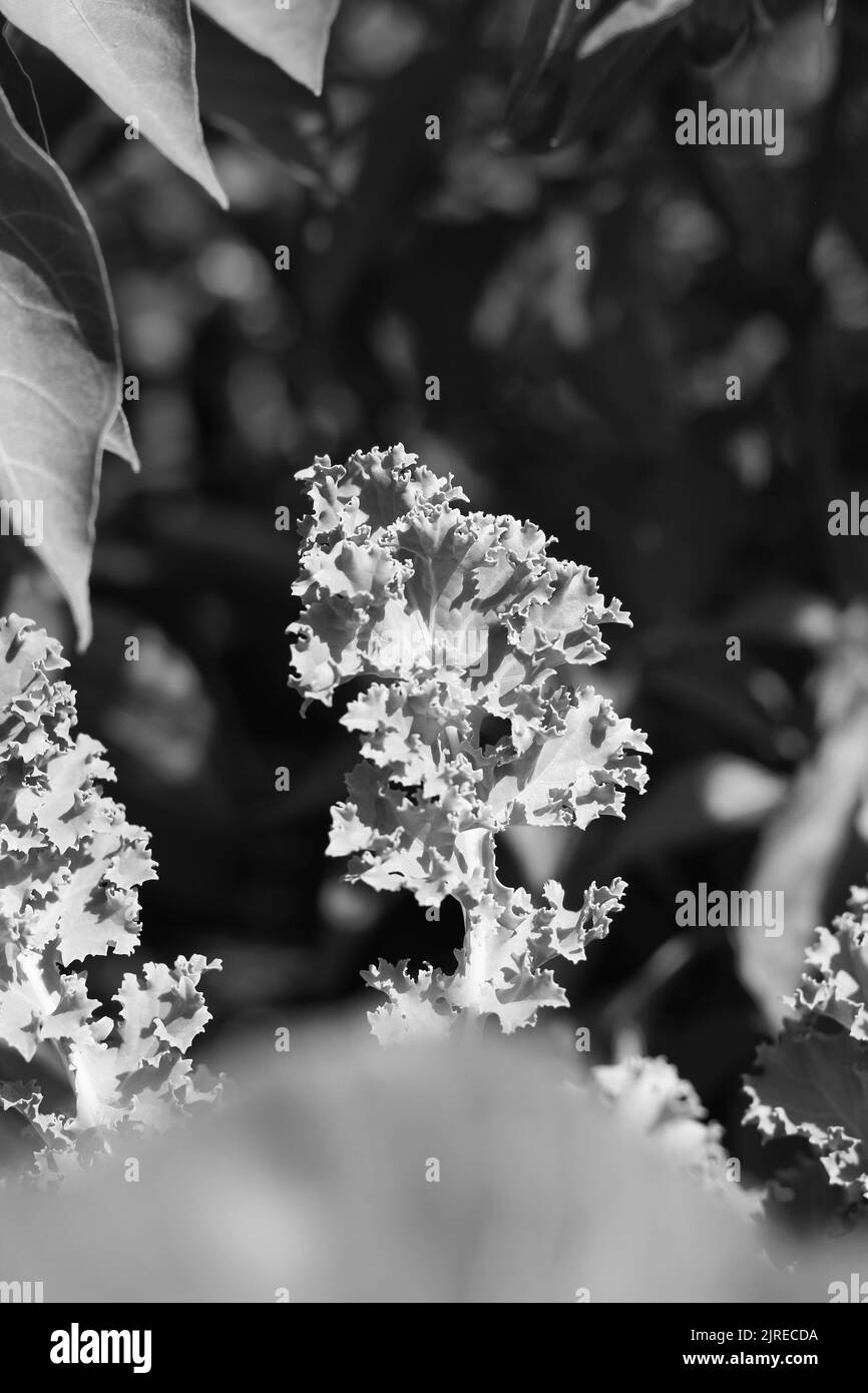 Garden fresh curly lettuce leaves growing in the sunny garden in black and white monochrome