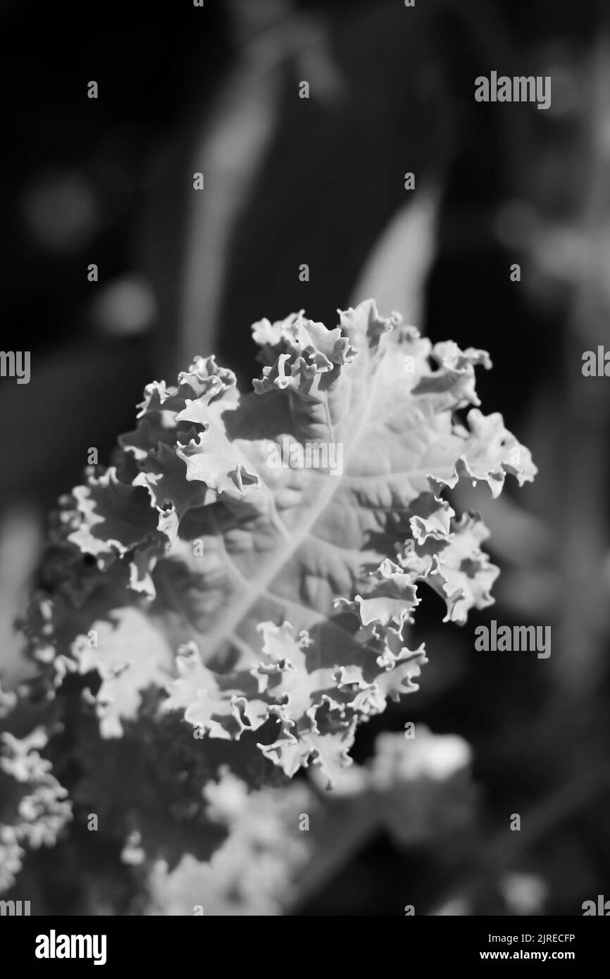 Garden fresh curly lettuce leaves growing in the sunny garden in black and white monochrome
