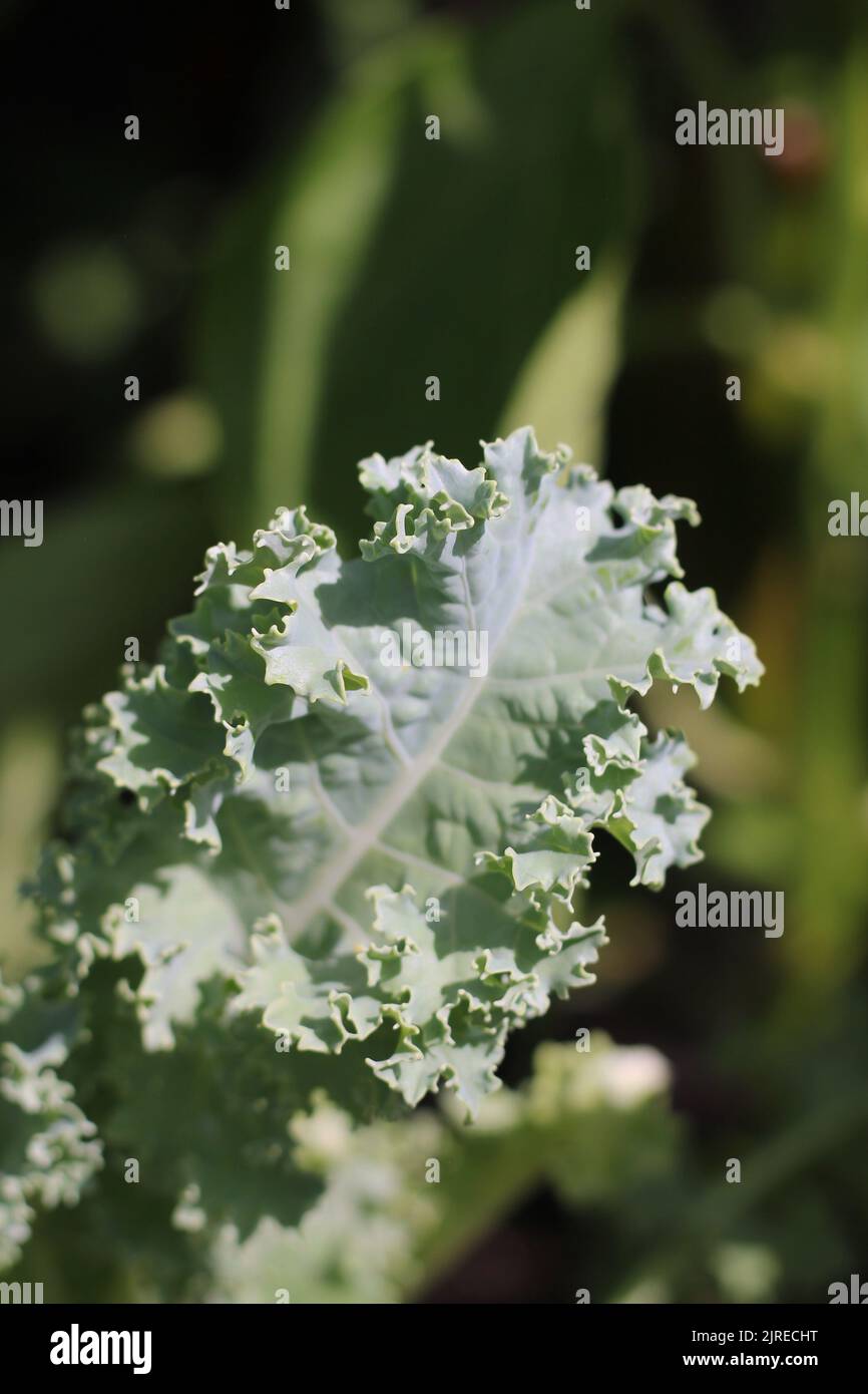 Garden fresh curly lettuce leaves growing in the sunny garden Stock