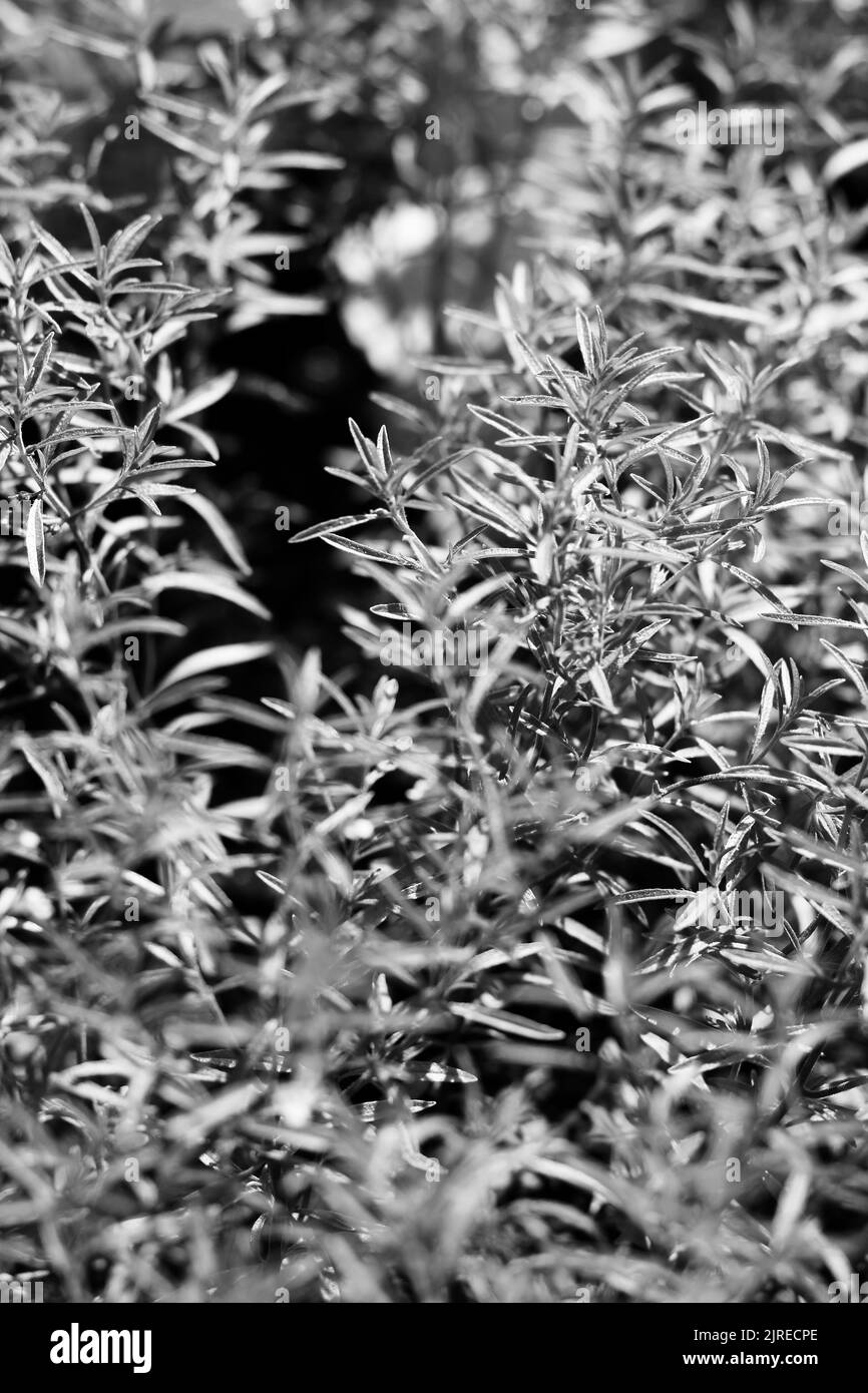 Late summer fields in Black and White Stock Photos & Images - Alamy
