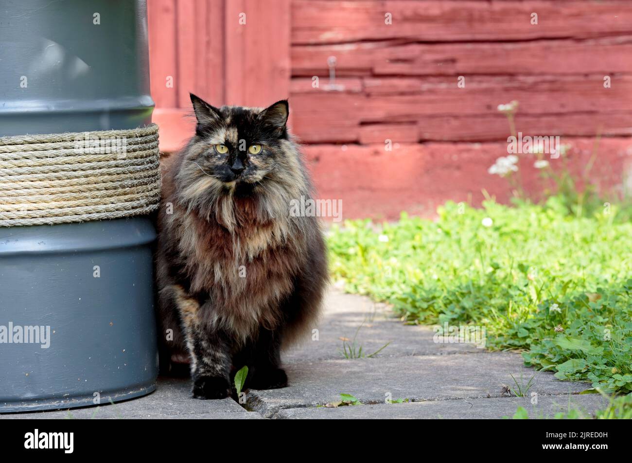 A norwegian forest cat female standing in garden Stock Photo
