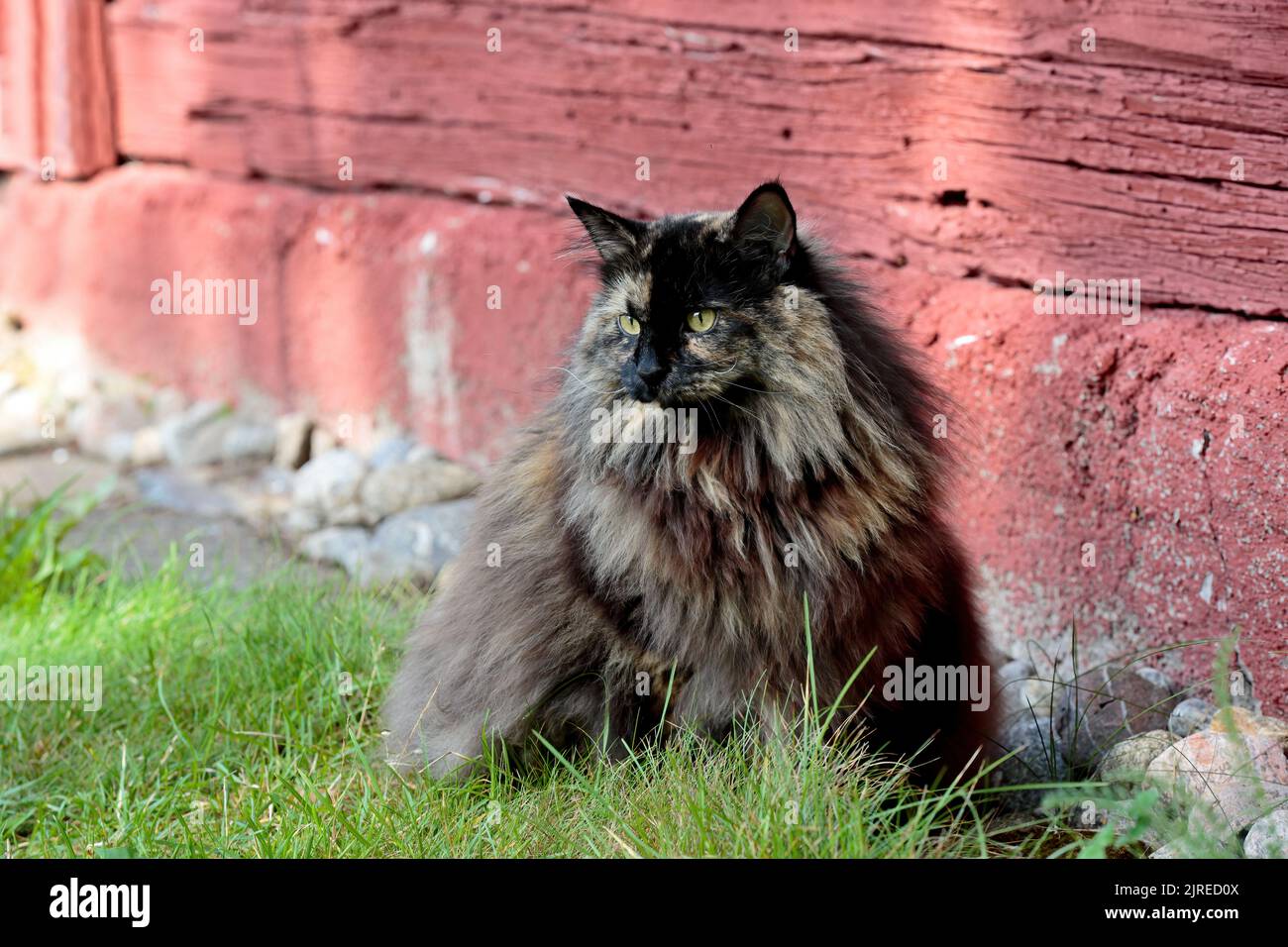 A norwegian forest cat female sitting outdoors Stock Photo Alamy