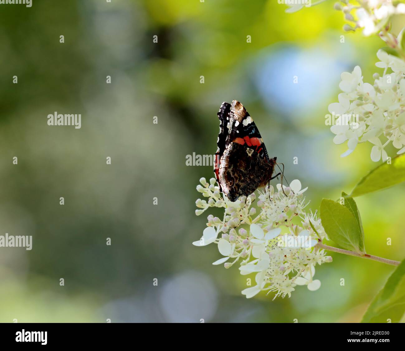 Beautiful butterfly, red admiral on hydrangea flowers Stock Photo