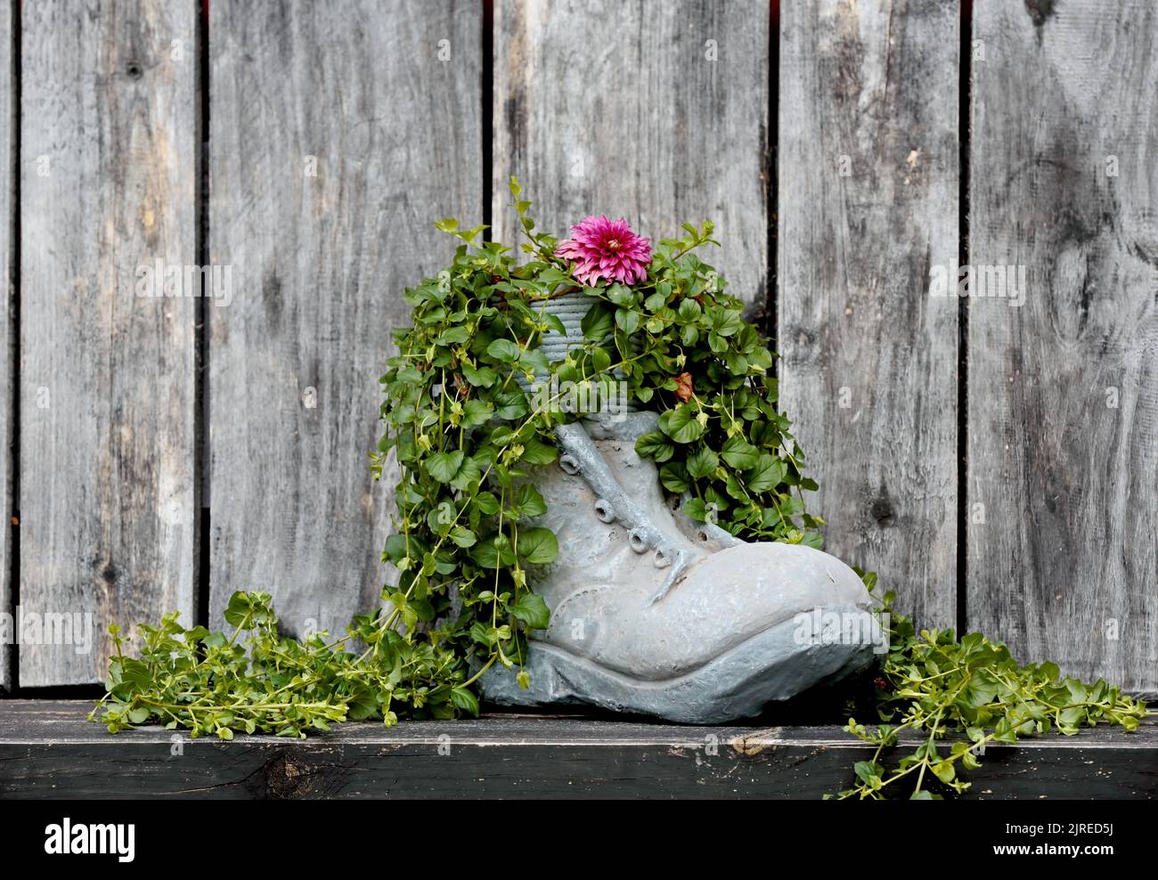 Twopenny grass growing in a ceramic boot Stock Photo