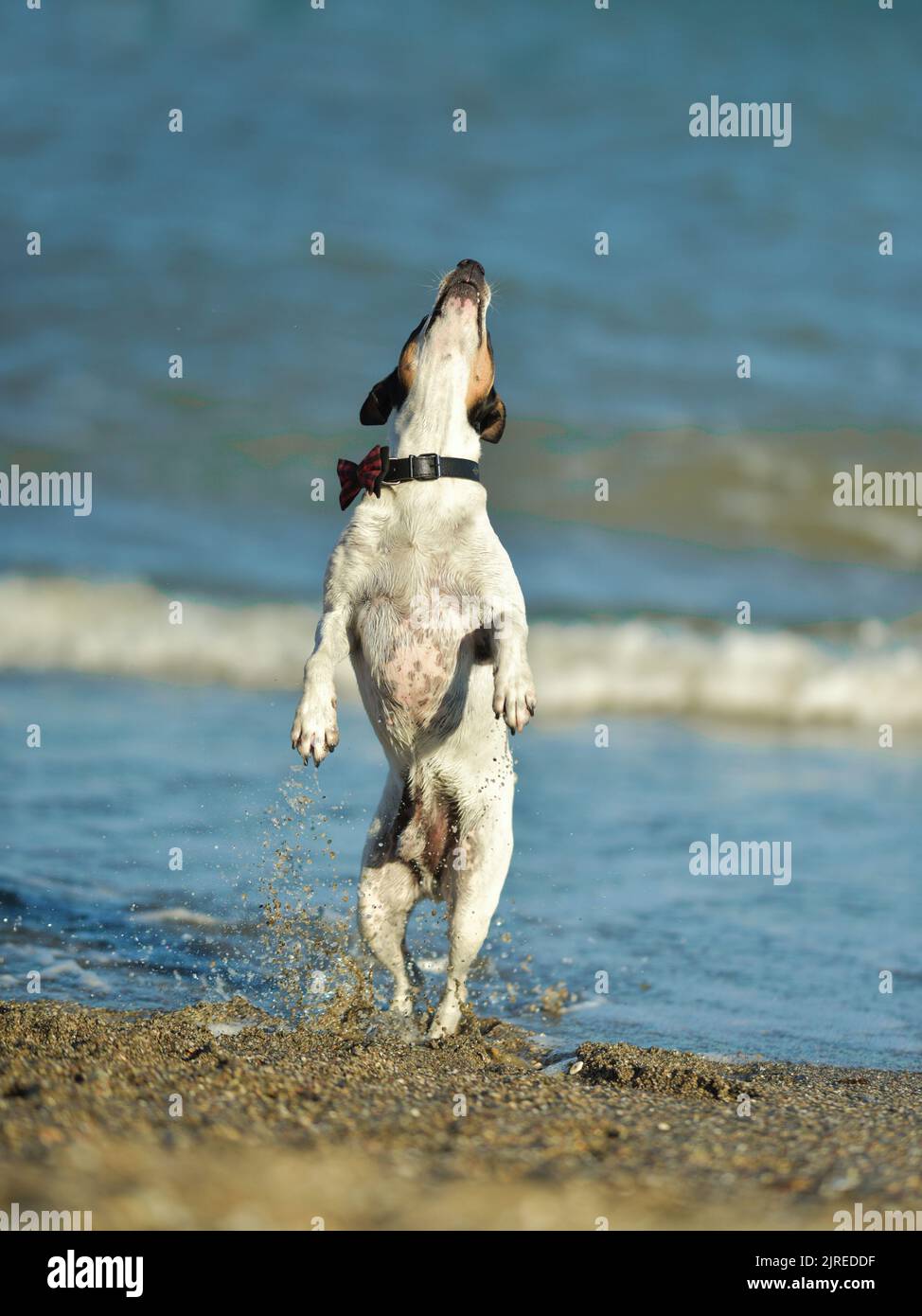 Happy dog jumping up in the water. Stock Photo