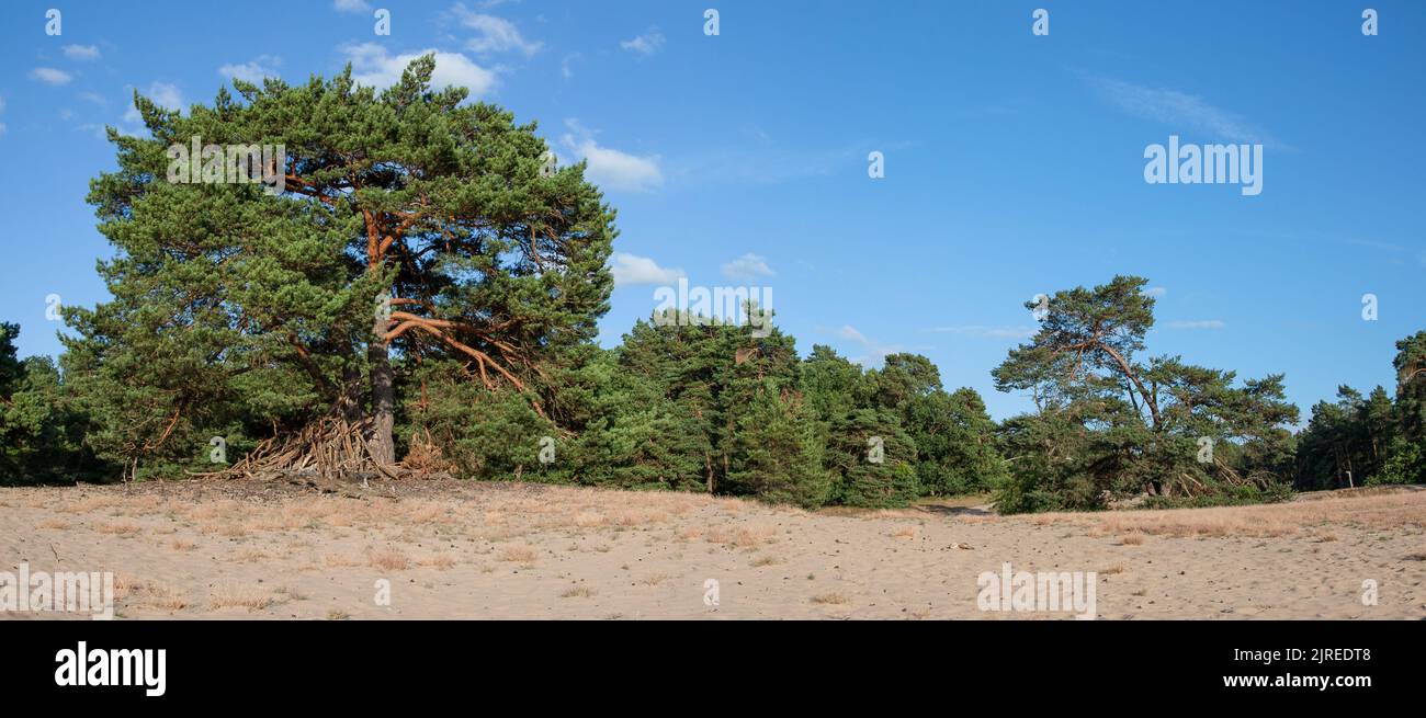 Beach feeling in the forest. The dune landscape in the city forest near Verden was created around 15,000 years ago and today offers a bizarrely beauti Stock Photo