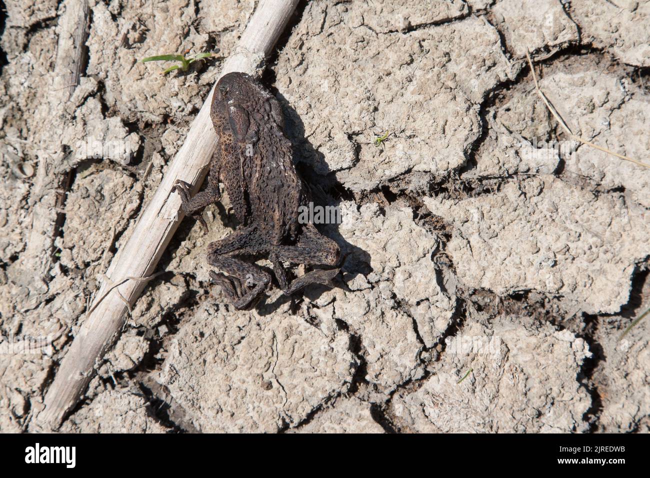 She still clings to a reed, a dried up toad on the cracked bottom of the dry pond. Climate change with its persistent drought is causing problems for Stock Photo