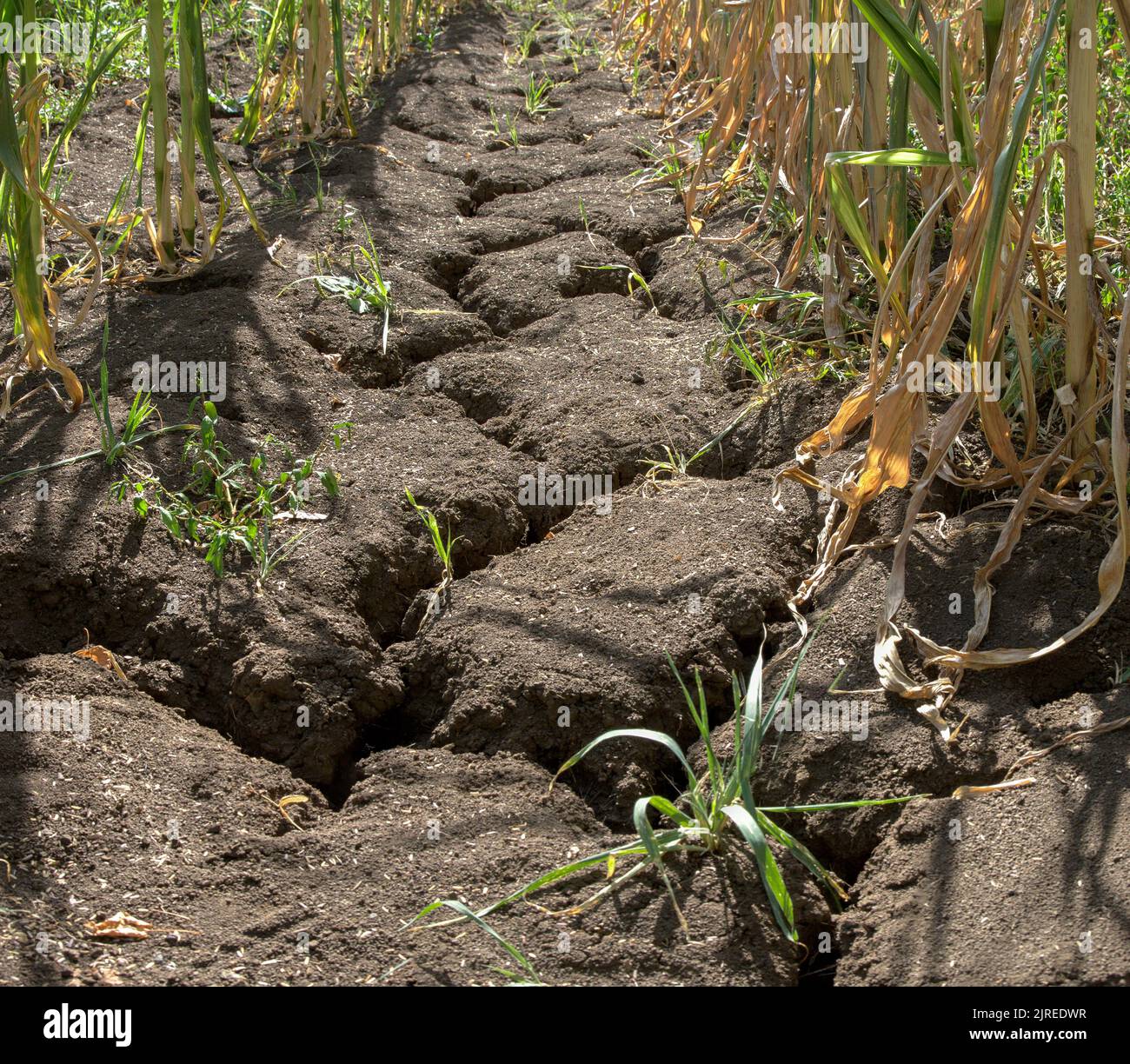 Inside view of a maize field in Germany. Due to the persistent drought, the farmland has dried up and deep cracks have formed. The plants are now dryi Stock Photo