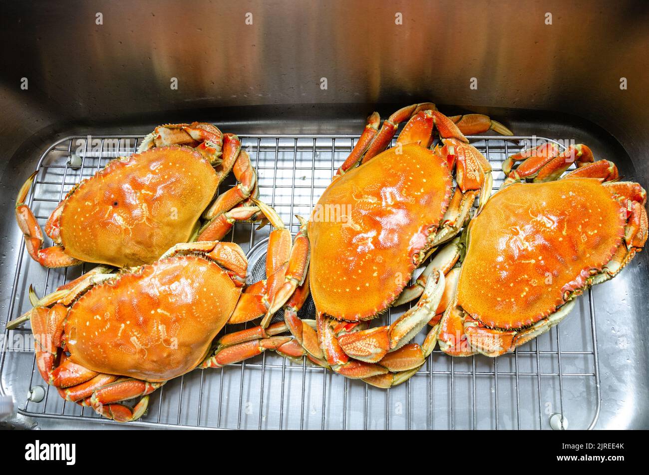 Whole cooked crabs in a kitchen sink ready to be prepared to eat Stock