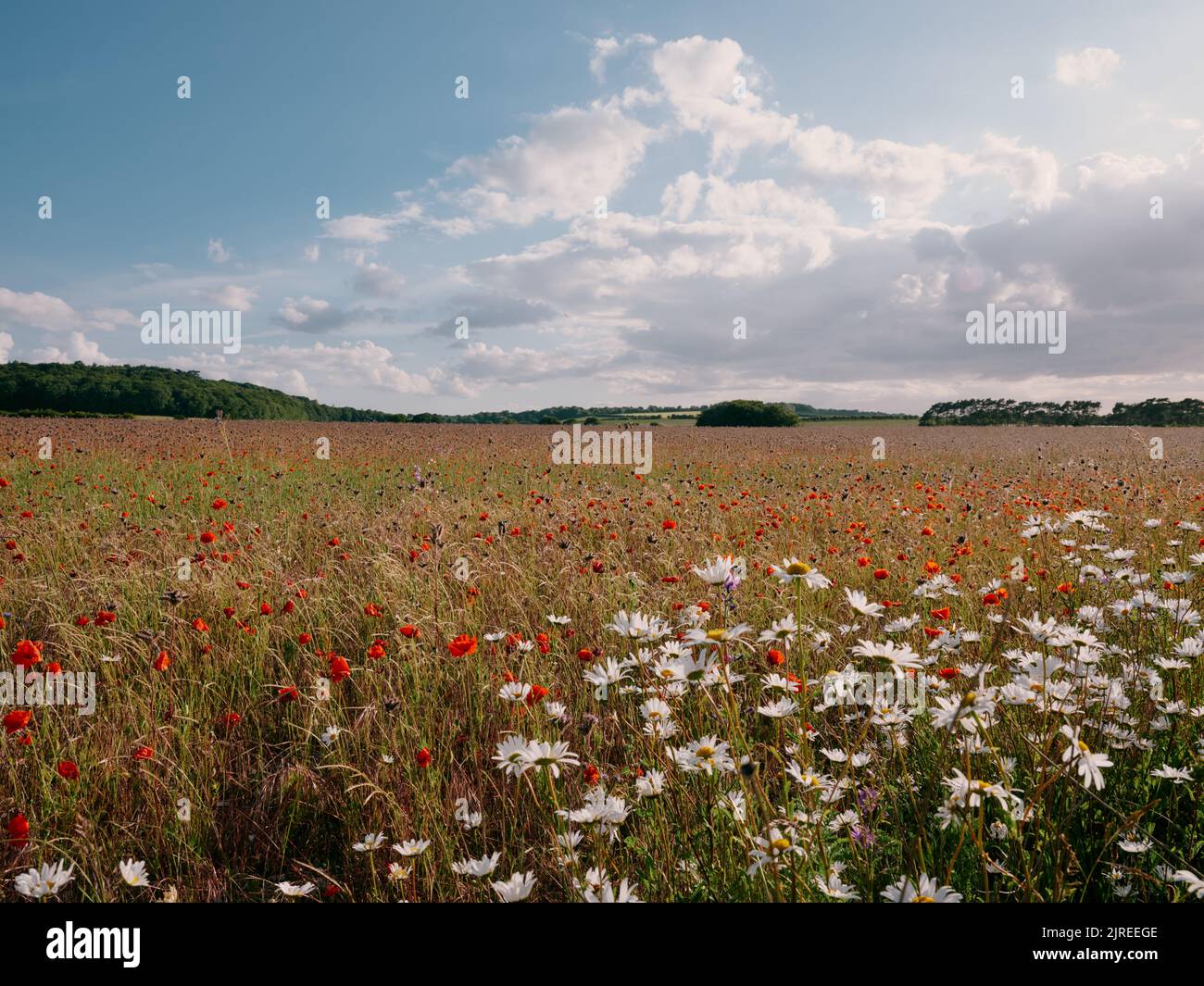 Farmland field set a side for a wildflower meadow in late spring / early summer - sustainable farming Stock Photo