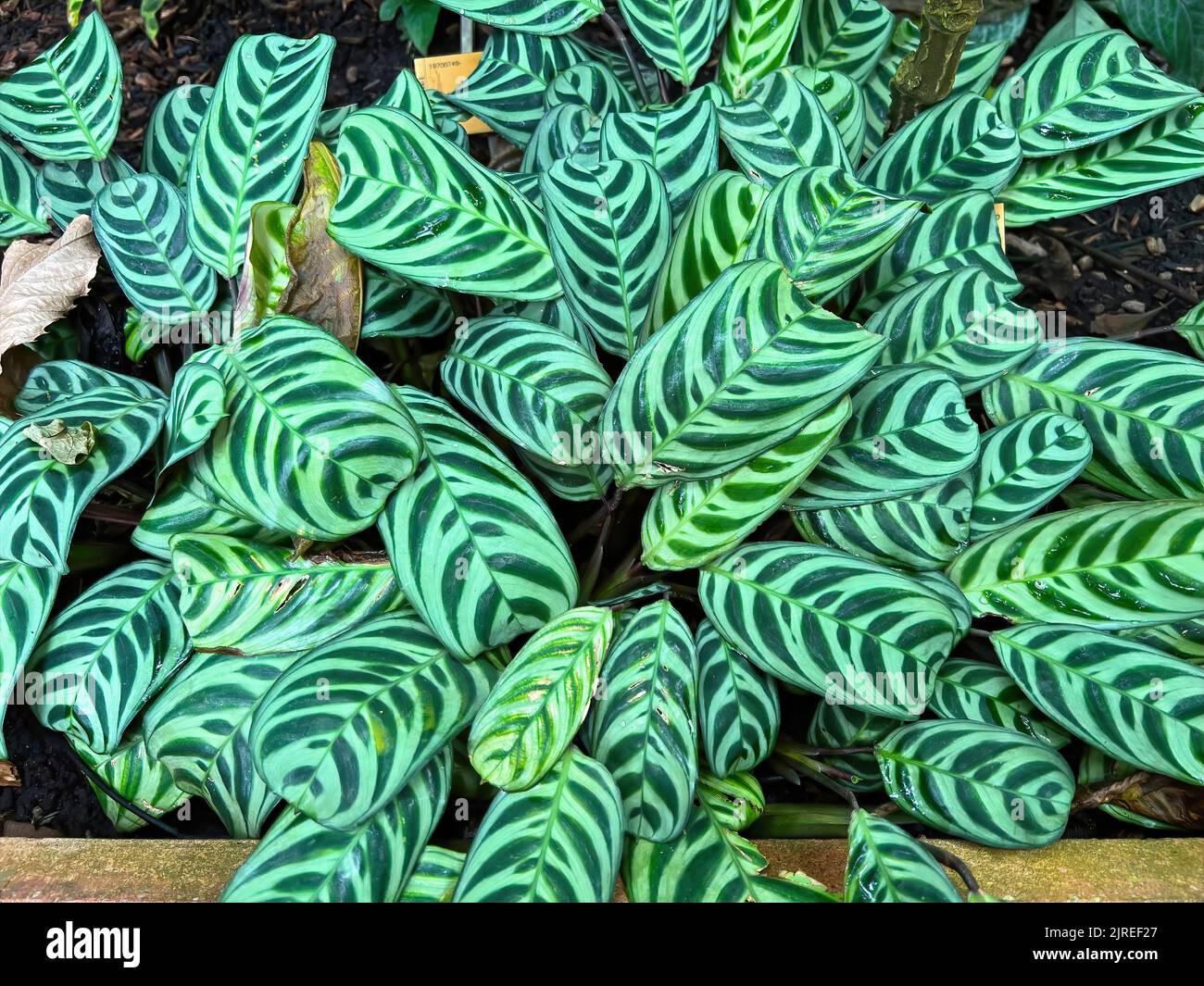 Closeup on the Brazilian fishbone prayer plant , Ctenanthe burle-marxii with it's typical oval striped patterned foliage Stock Photo