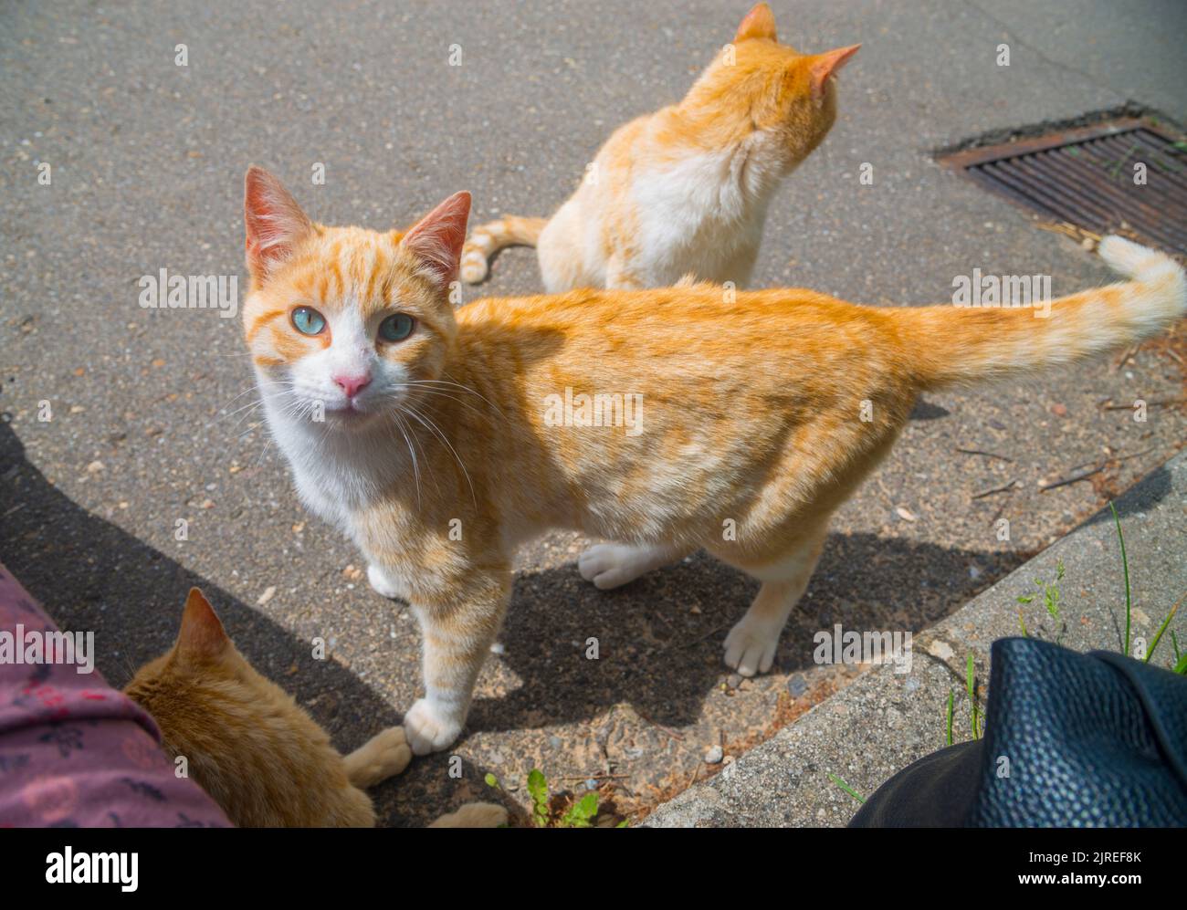Tabby and white cat Stock Photo Alamy
