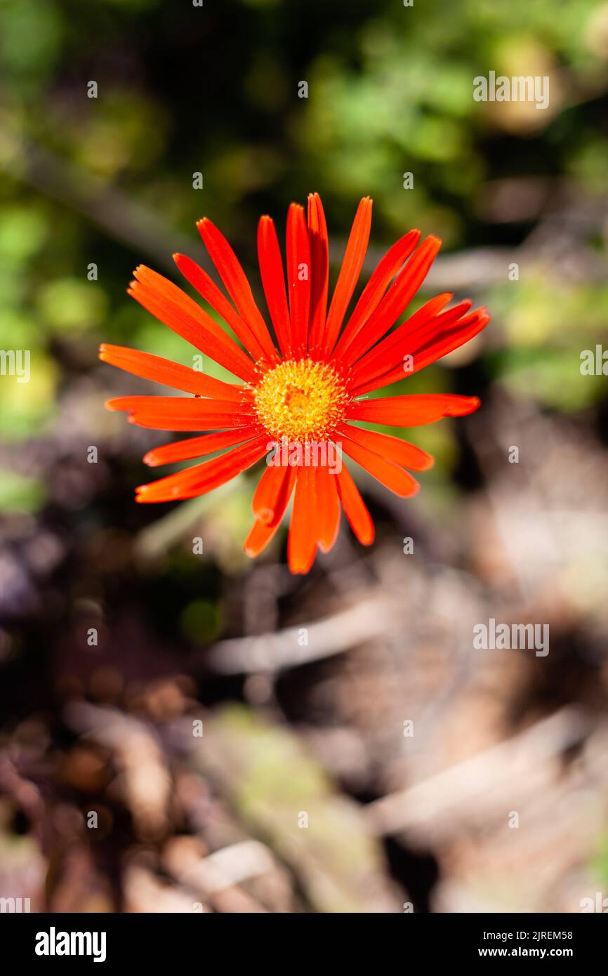 Barberton daisy is indigenous to South Eastern Africa. Stock Photo