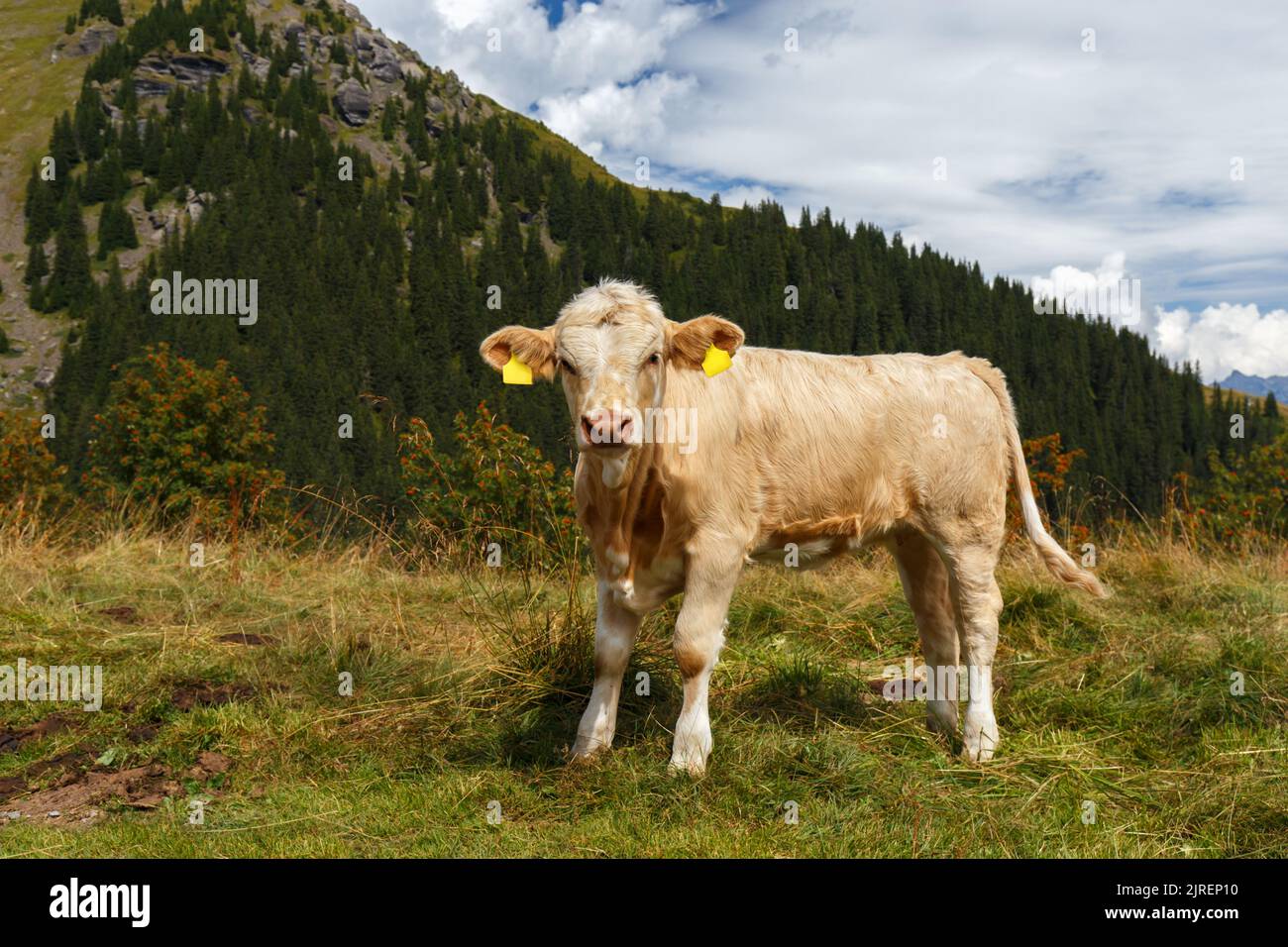 Cow in Grindelwald of Swiss Alps, beautiful view in Switzerland Stock Photo