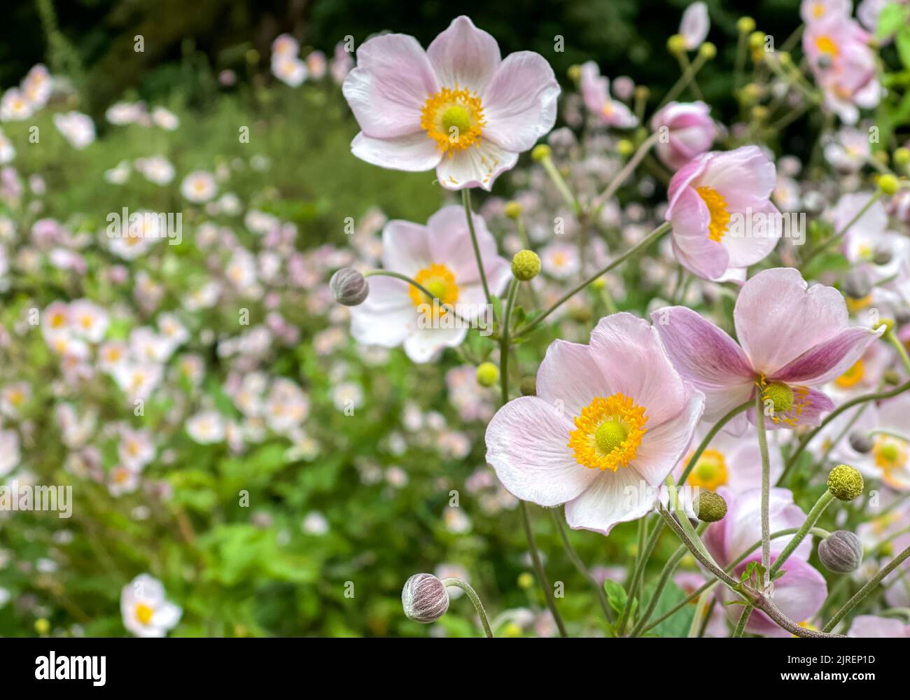 Pink flowers of Japanese anemon growing in the garden or park Stock Photo