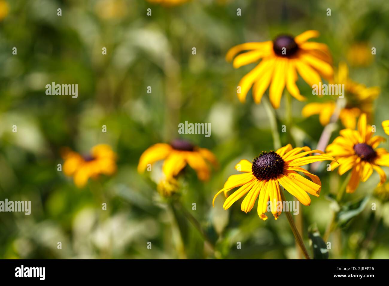 Black eyed Susan or Rudbeckia hirta, North American flowers in a garden or park Stock Photo