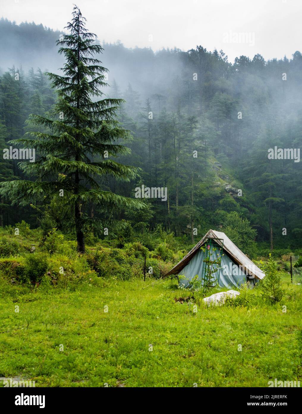 A tourist place in the meadows with a camp amid deodar tree forest and ...