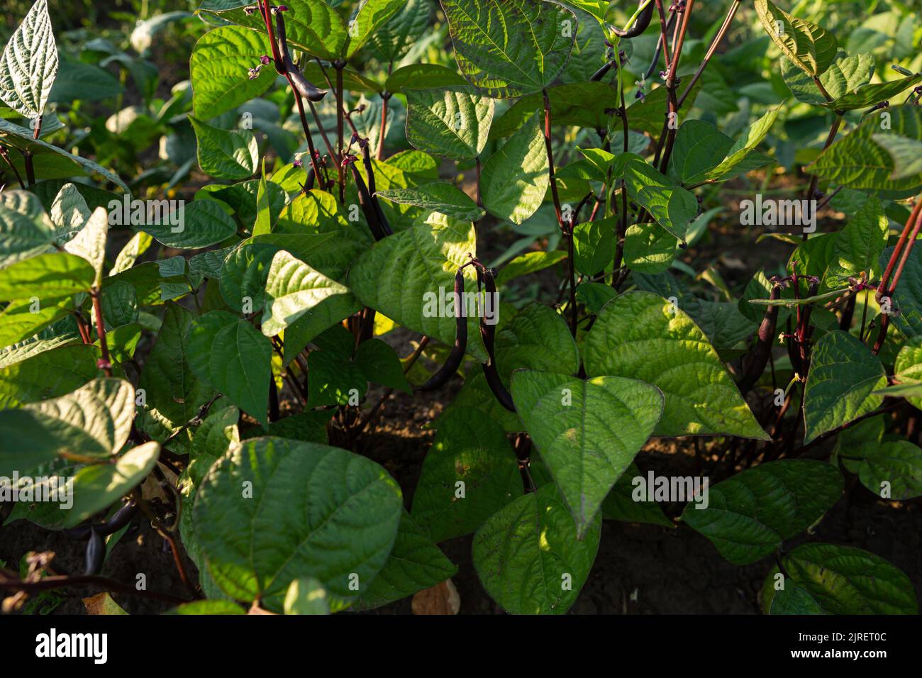Mung beans field hires stock photography and images Alamy
