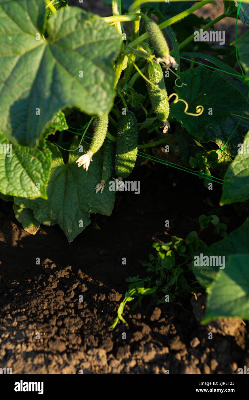 Cucumbers on a plant on a support grid in the garden organic food Stock Photo