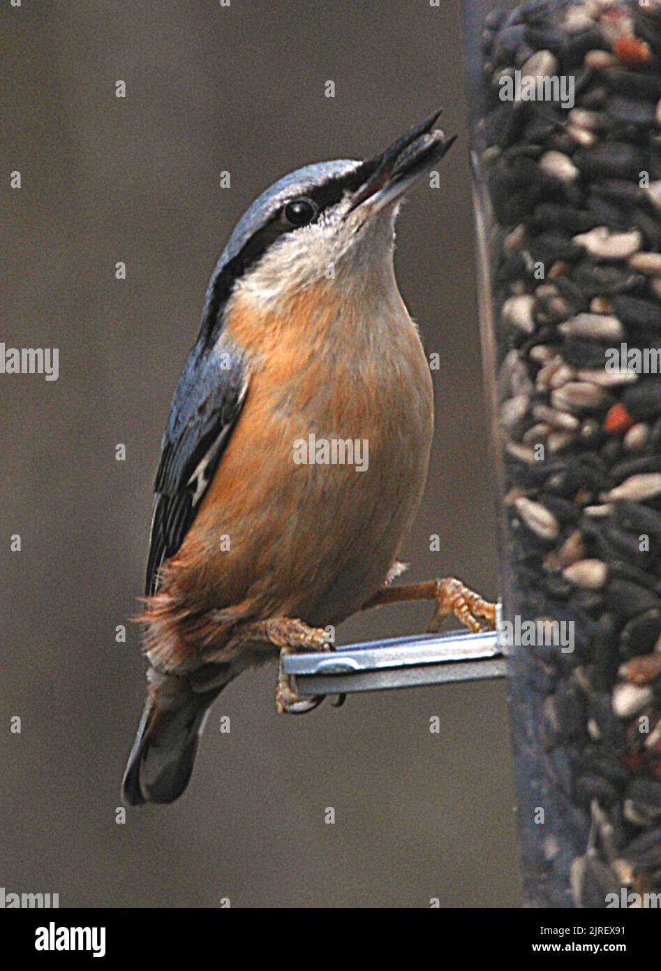 A NUTHATCH ON A FEEDER , RINGWOOD, HANTS. PIC MIKE WALKER 2012 Stock Photo