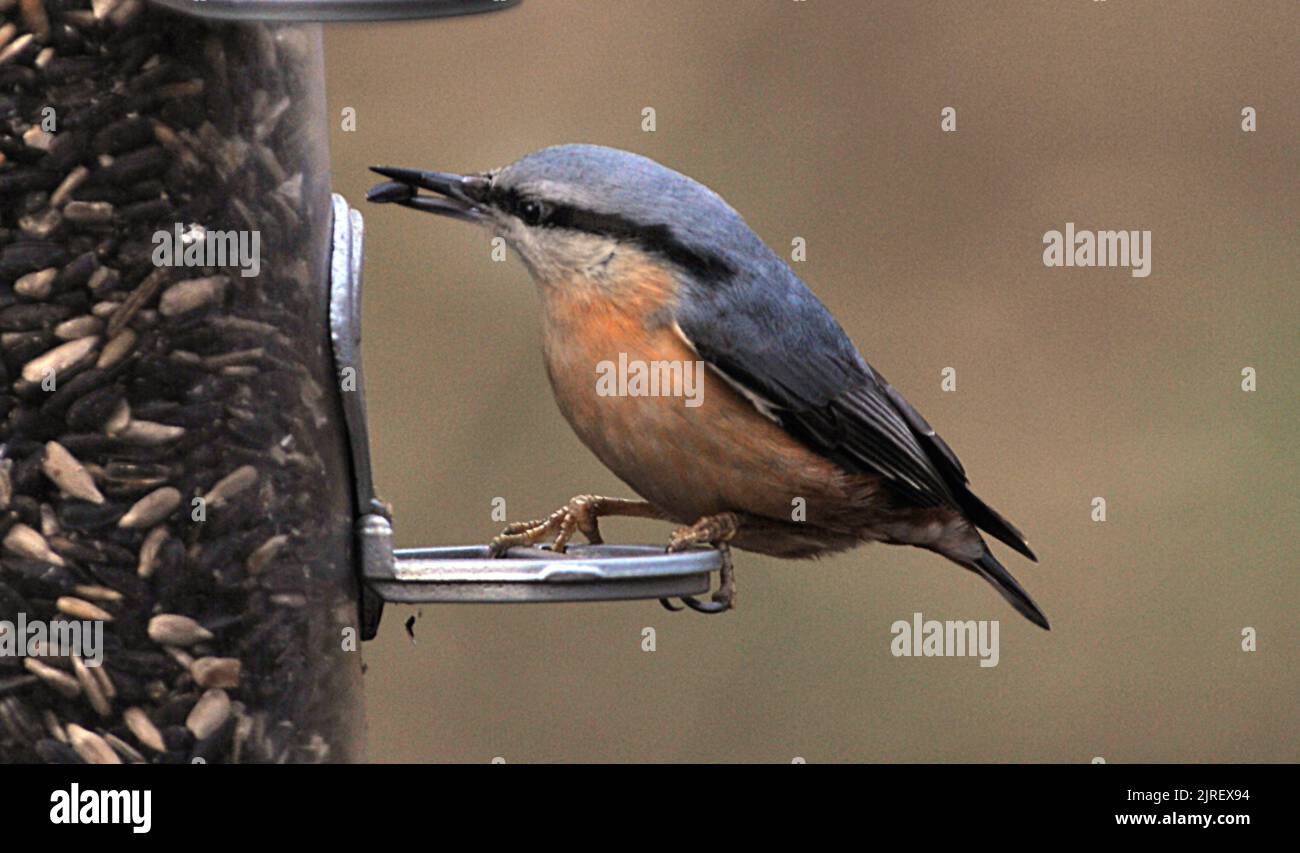 A NUTHATCH ON A FEEDER , RINGWOOD, HANTS. PIC MIKE WALKER 2012 Stock Photo