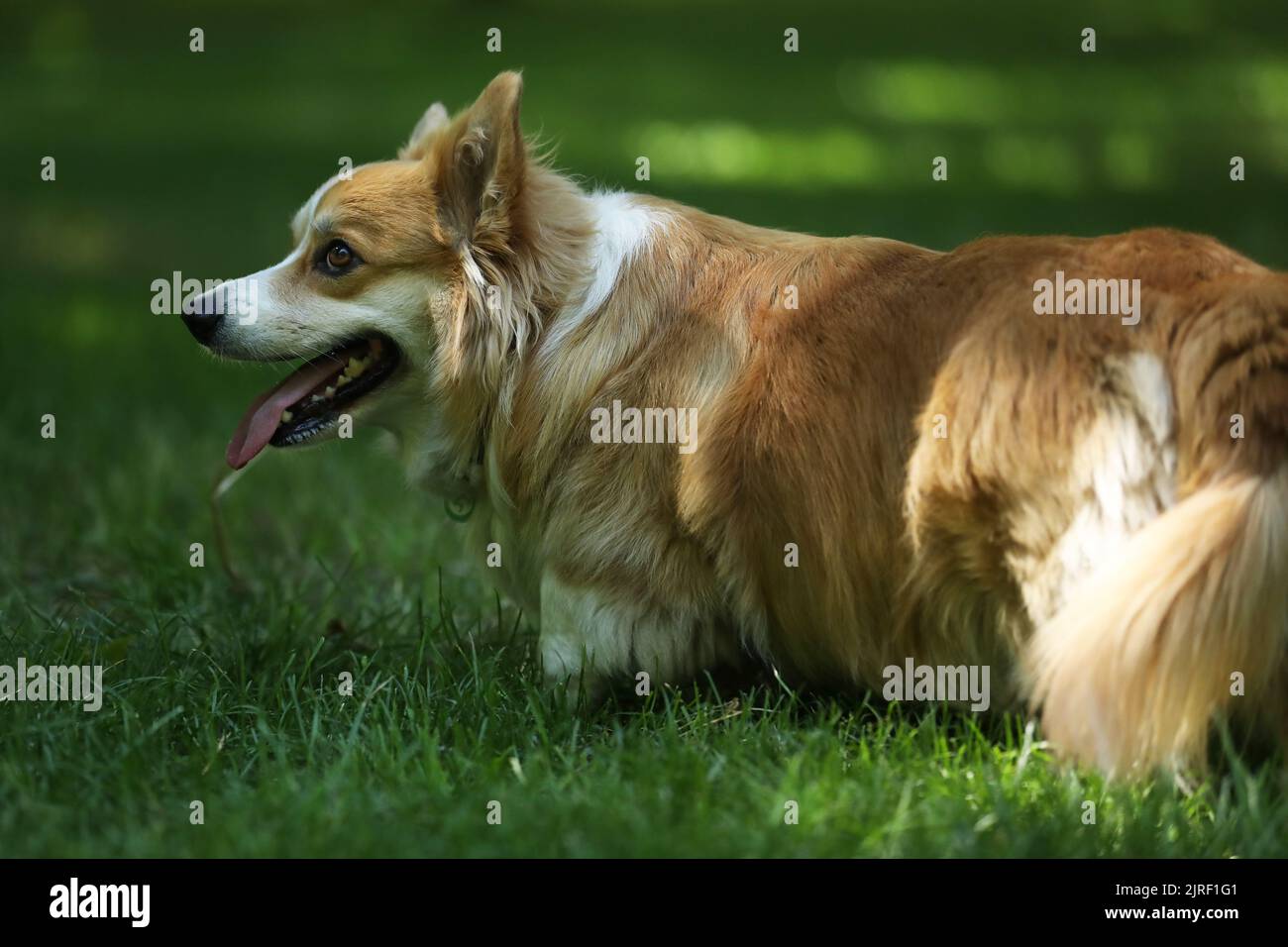 Cute Welsh Corgi Pembroke on the green grass in the park Stock Photo