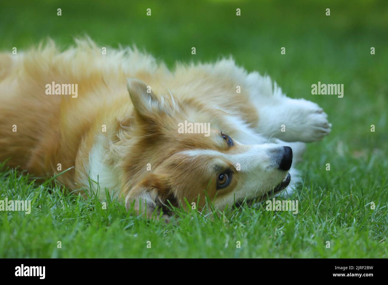 Cute Welsh Corgi Pembroke on the green grass in the park Stock Photo