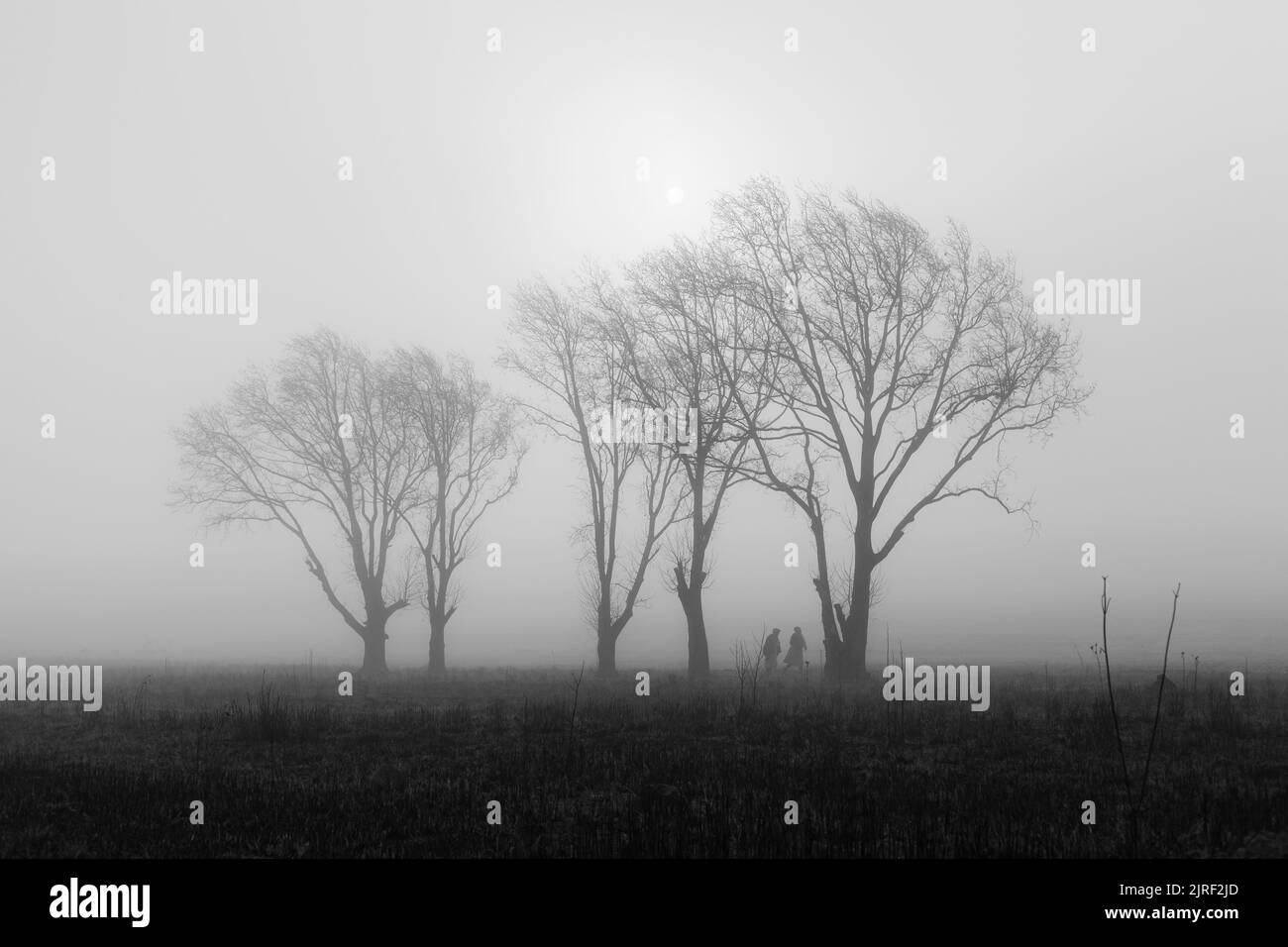 Black and white misty trees hires stock photography and images Alamy