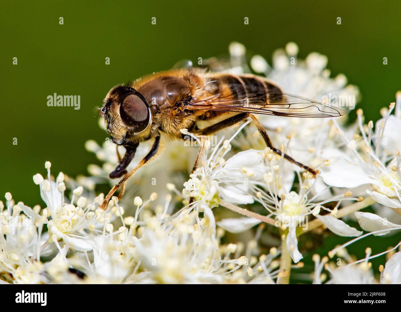 Drone fly insect hi res stock photography and images Alamy