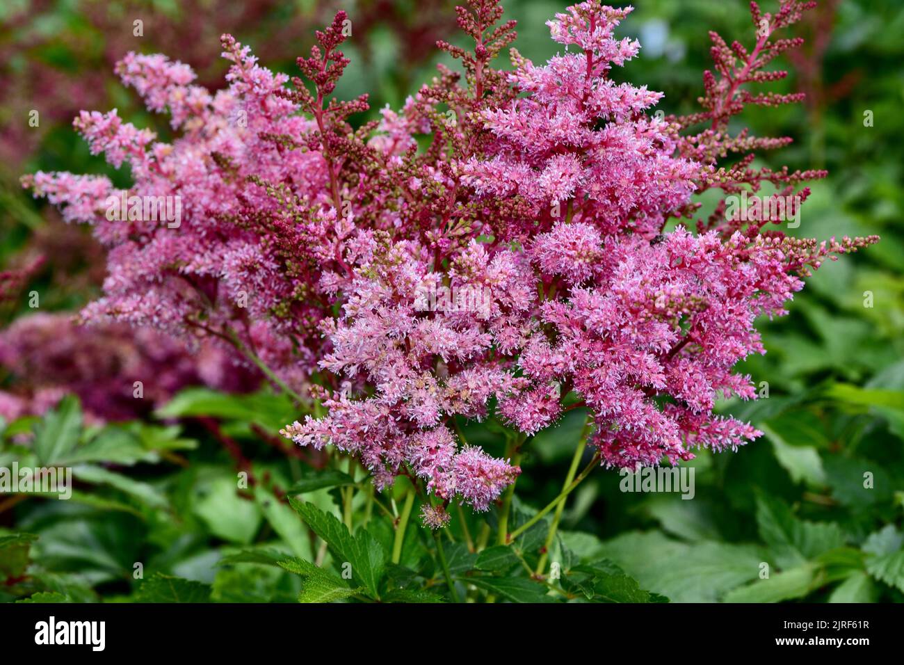 A closeup shot of blooming pink Astilbe flowers Stock Photo