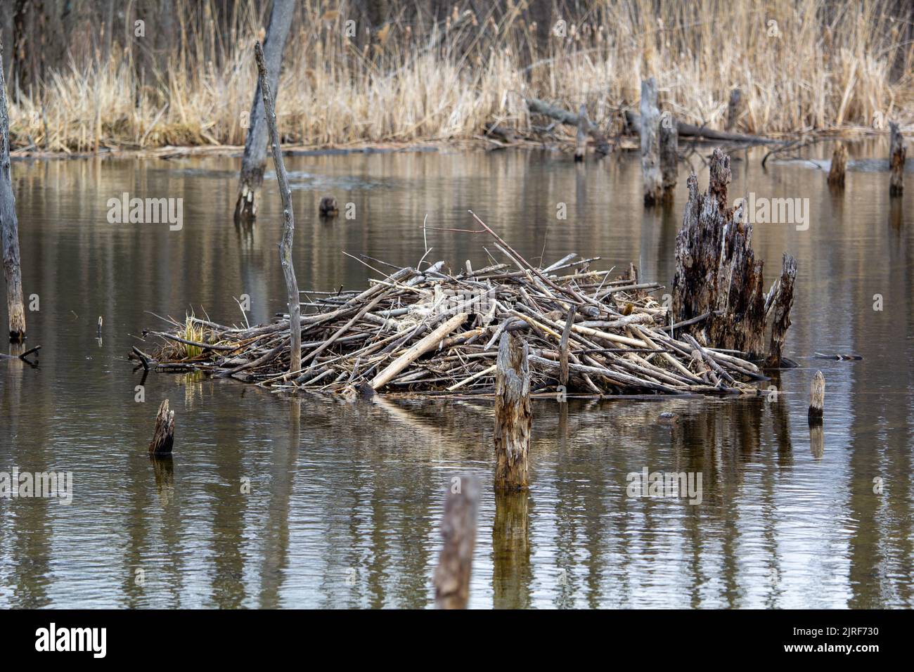A beaver home in the middle of a marsh Stock Photo - Alamy